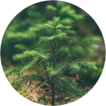 Trädplanta i skogen